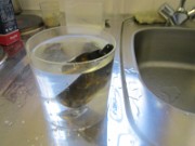 dorian_sciences_2012-10-02_3